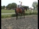 horses - horseshoeing - cytekhorse.com