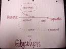 Glycolysis and Fermentation: The Prerequisites of life Glycolysis and Fermentation: The Prerequisites of life