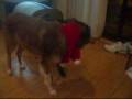 videos de Chocolate Cocker Spaniel Playtime