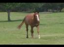Horse video Collage Horse video Collage
