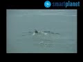 Las ballenas se enamoran