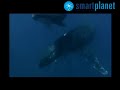 Las ballenas se enamoran