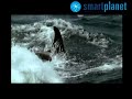Las ballenas se enamoran