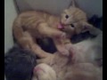 Qik - kitties in the morning. 4 weeks old by David Carrington