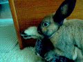 My Crazy Lil' Bunny! | Film & Animation Videos,film-animation-videos free online video