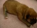 videos de 01/07 柴犬 Shiba -公幼犬號-日新犬舍