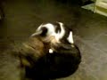 Perry Versus Scruffy faceoff