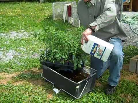 how to avoid transplant shock