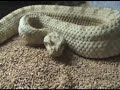 Field's Horned Viper