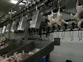 Chickens Weighing  System
