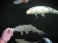 Hand feeding young Marusei Chagoi