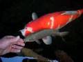 Hand feeding young Marusei Chagoi