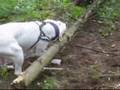 Bulldog Americano video
