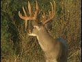 Richard Moore Prime Buck 2