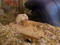 videos de WildeTobspiele2.AVI