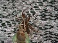 cicada