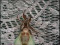 Cicada