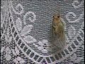 cicada