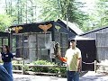Robin Dives at Great Horned Owl Robin Dives at Great Horned Owl
