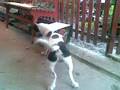 videos de un caine care adora RED`S