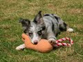 K9 Freestyle photo album