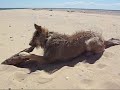 Flicka 13 months / beaches