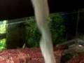 Monty the royal/ball pythons shed.