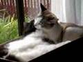 Cats Cuddling and Grooming in a Box