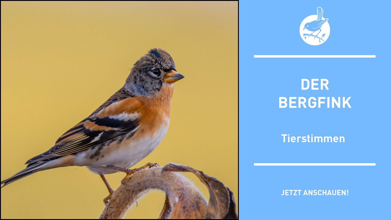 Vogelstimmen: Der Bergfink - Mountain fink - Fringilla montifringilla (4k)