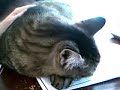 The Laziest Cat Ever