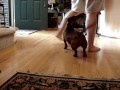 Dachshund Boogie