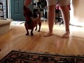Dachshund Boogie