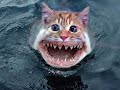 Bizarre Animals Bizarre Animals