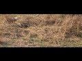 hippo skeleton