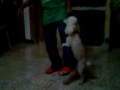 perro cojiendo