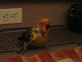 Baby sun conure