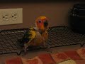 Baby sun conure