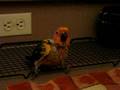 videos de Baby sun conure