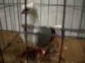 videos de Kurdish Pigeons Kürt Taklaci Güvercinler Mardin