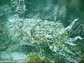 Seiche, Chausey (Manche)