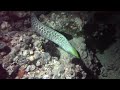 Free Swimming Moray