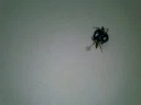  Fighting Spiders