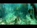 Van Damme State Park 420 Dive Trip - YouTube