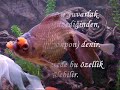 T�r Anlat?mlar?