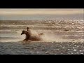 The Black Stallion Tribute (REMAKE)
