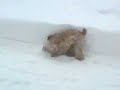 \"Lily\" The Wheaten Snowplow!