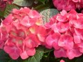 Hydrangea (Hortensia).wmv