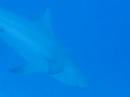 diving with 12-18  bull  sharks part 1
