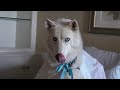How To Help Dog Gas, Inflammatory Bowel Disease (IBD) in Dogs And Cats