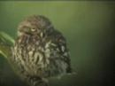 Little Owl.